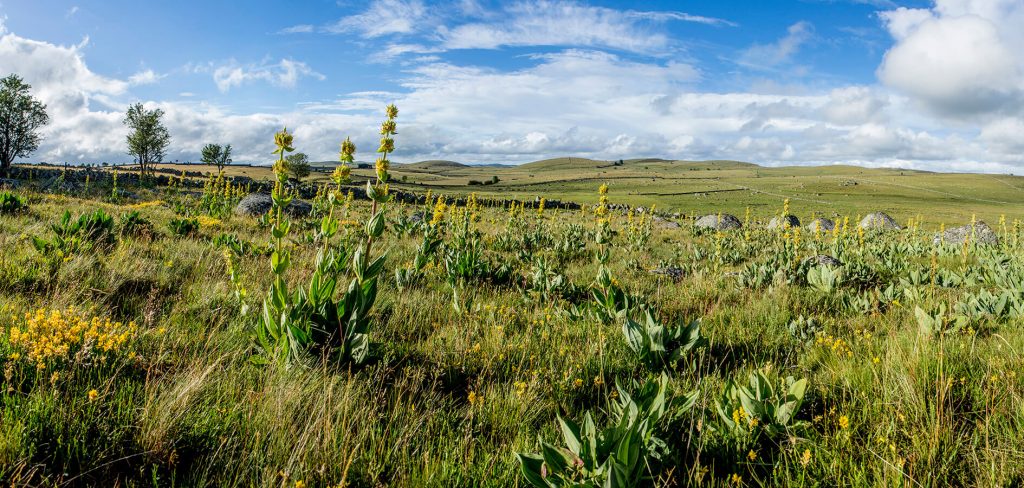 Aubrac plateau gentian