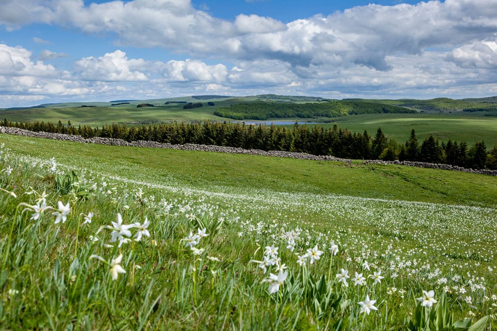 Aubrac narcissen schotel