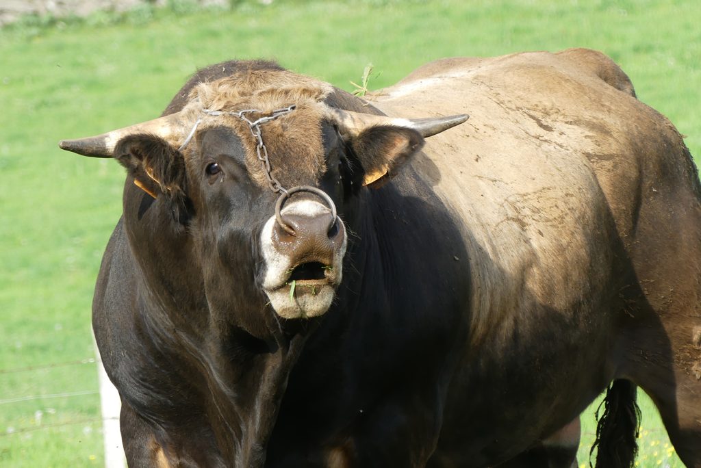 Toro de raza Aubrac