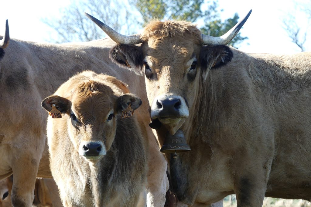 Aubrac koe en kalf