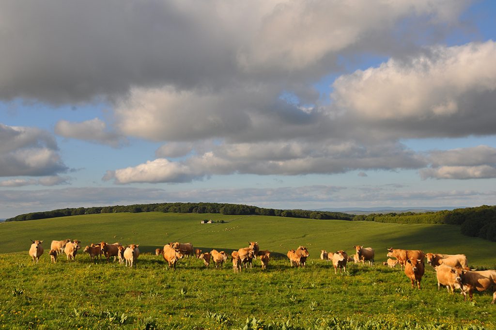 Pascolo delle mucche di Aubrac