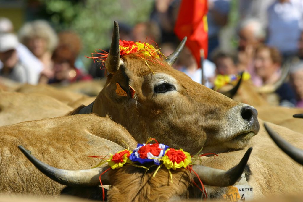 Aubrac cows in transhumance