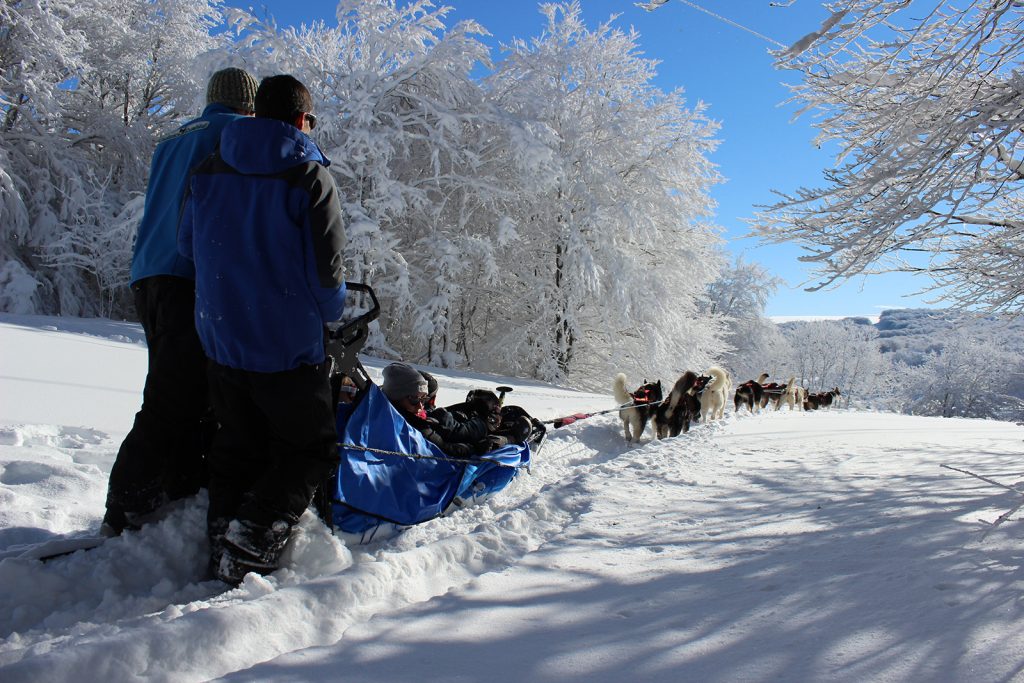 Chiens de traineau station ski de Laguiole