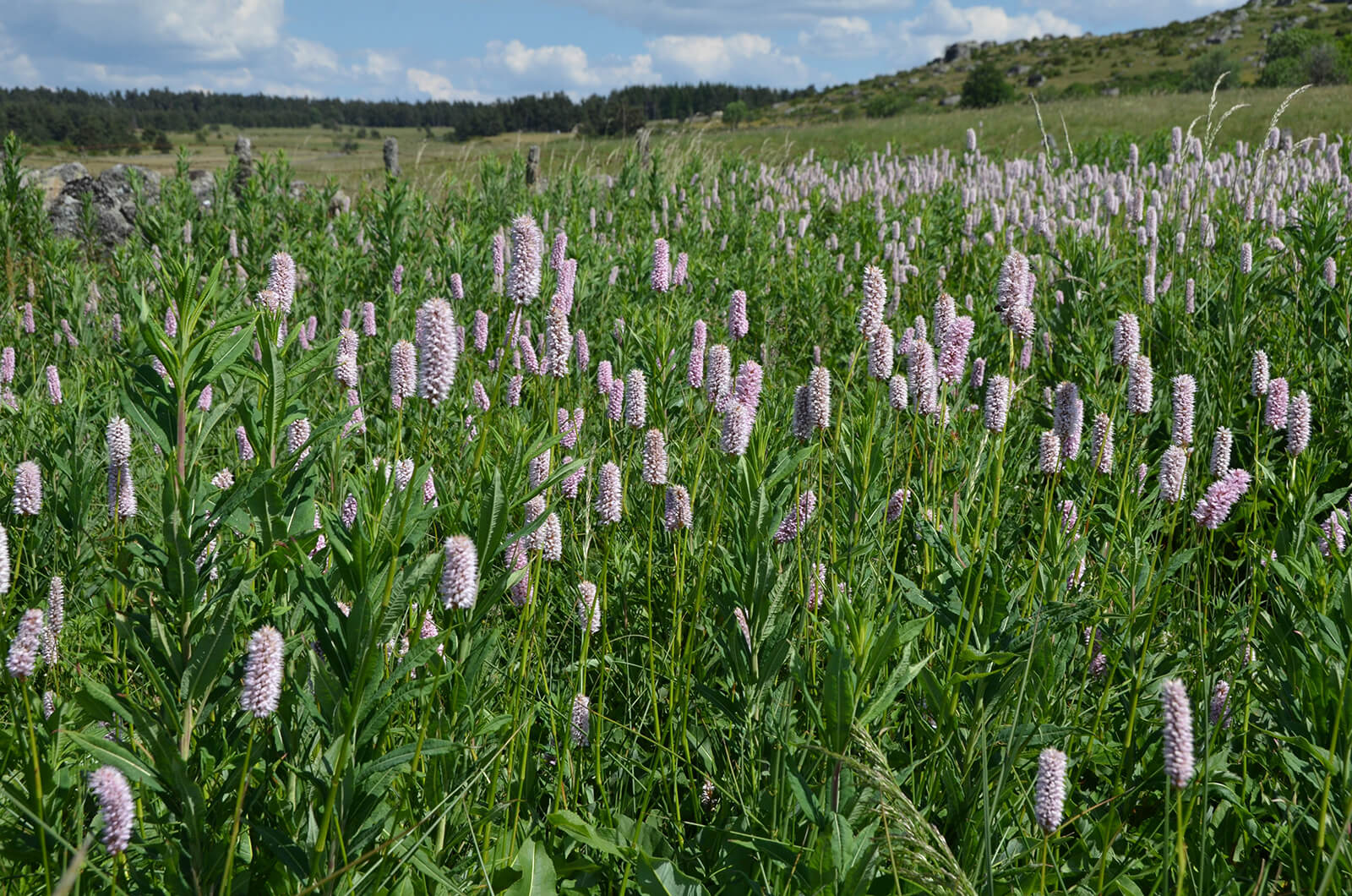 Feld voller Blumen