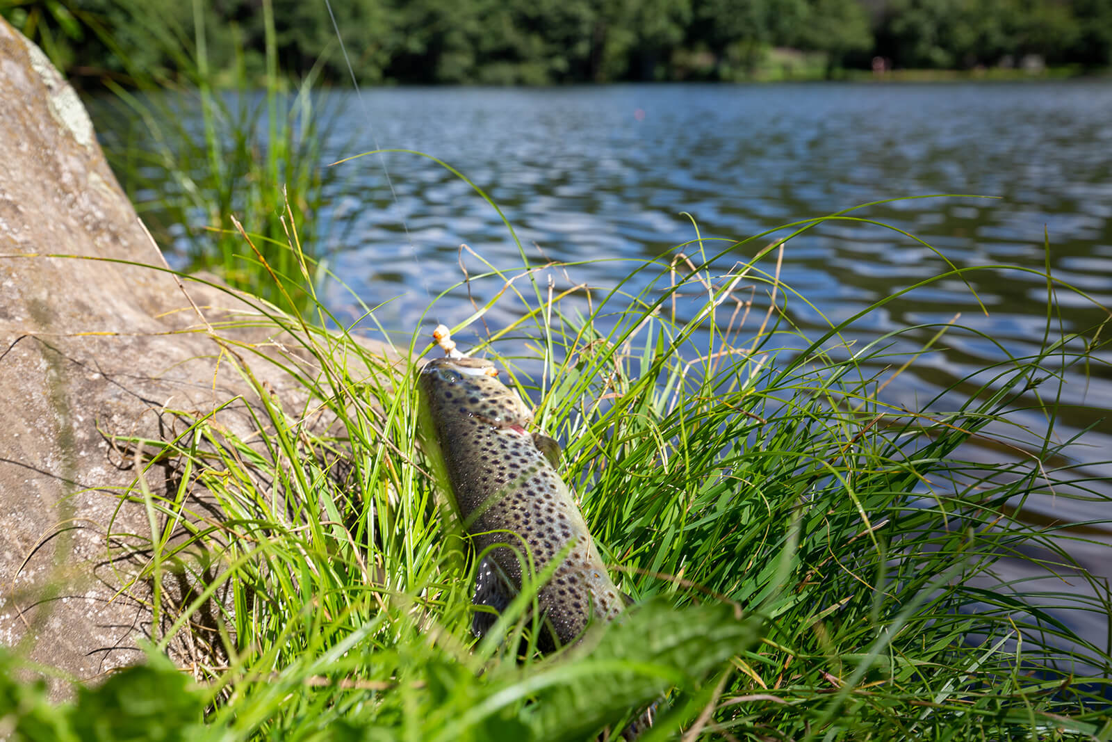 Fishing lake Picades