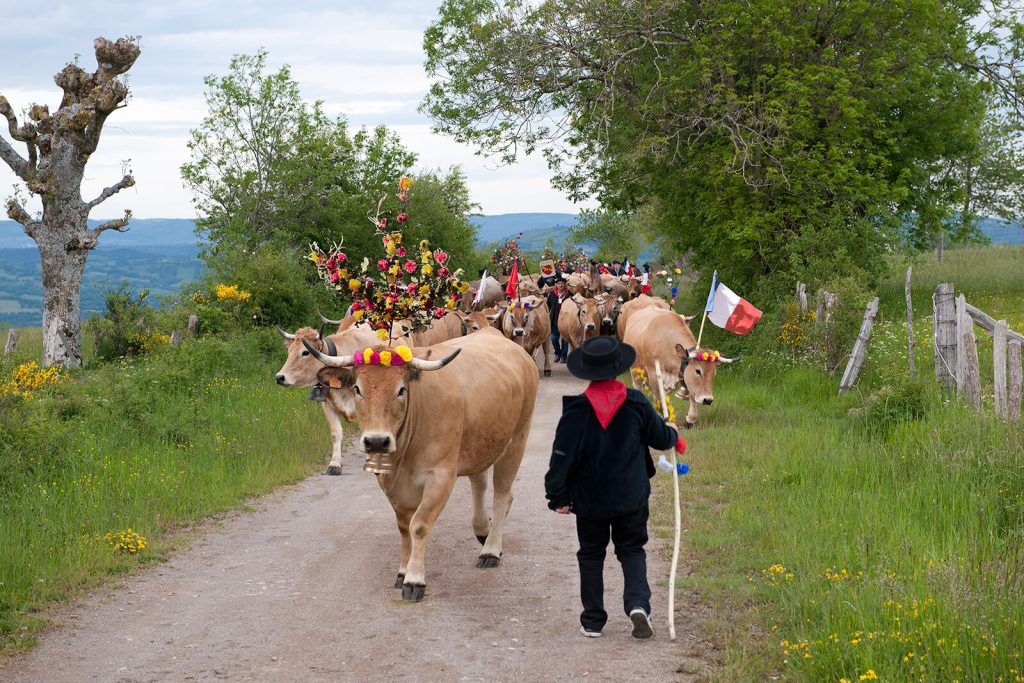 Trashumancia Aubrac