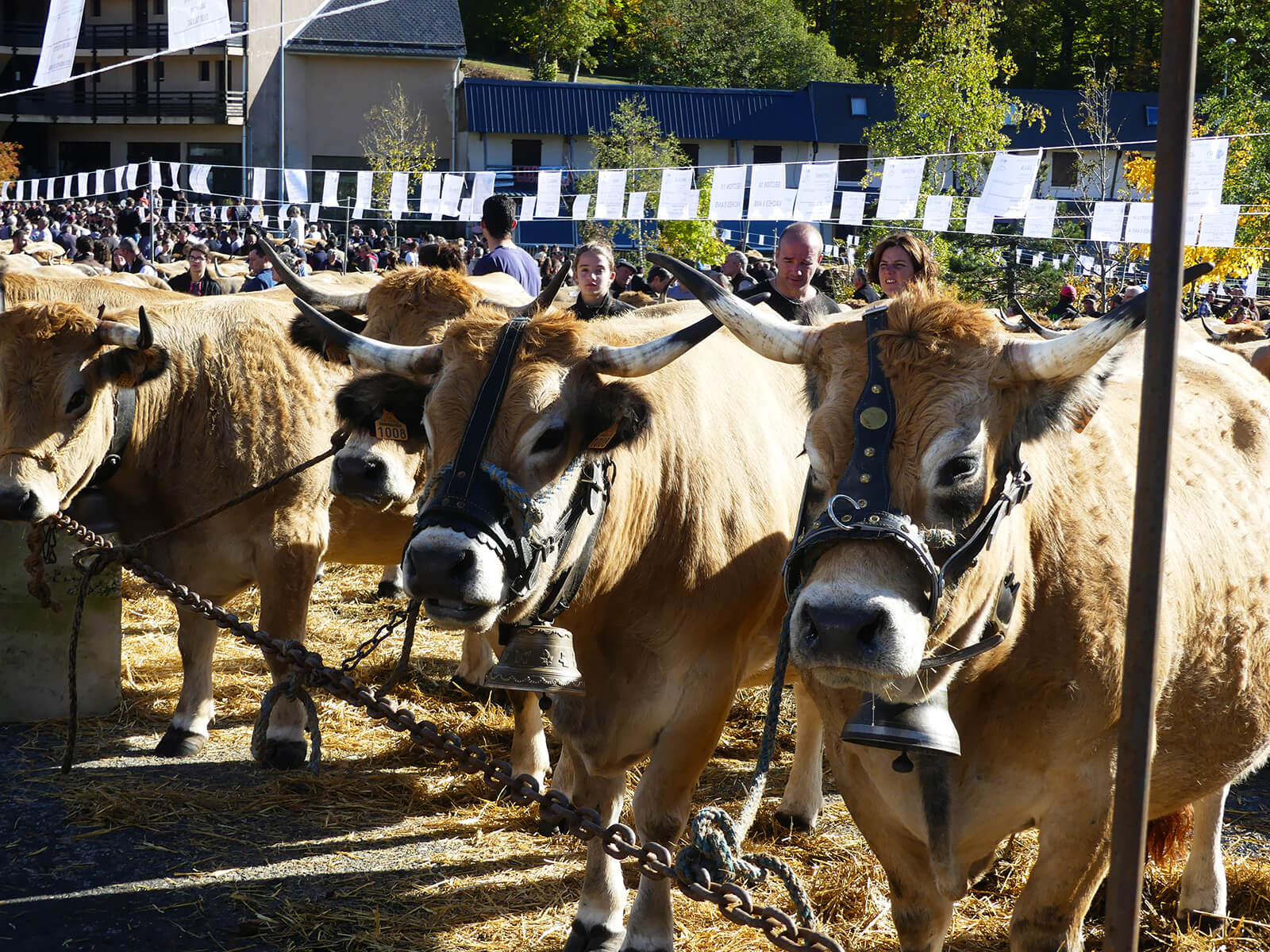 Aubrac Brameloup breed competition