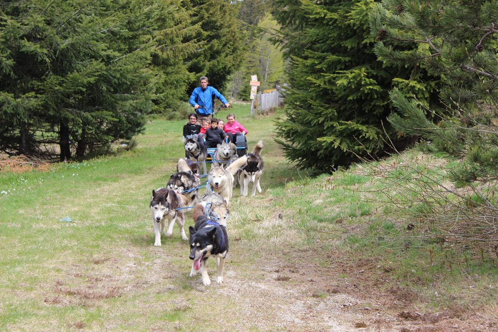 Balade chien de traineau été