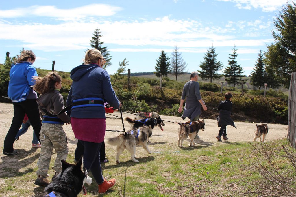 Cani rando chien de traineau Laguiole