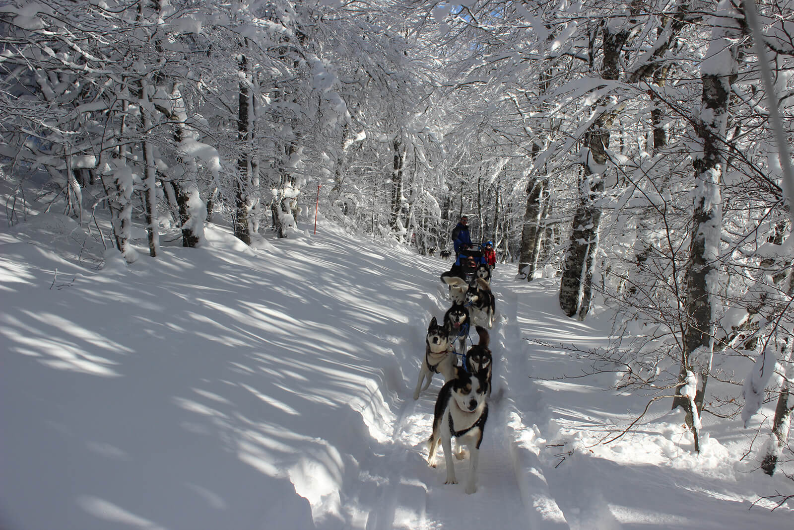 Chiens de traineau hiver Laguiole