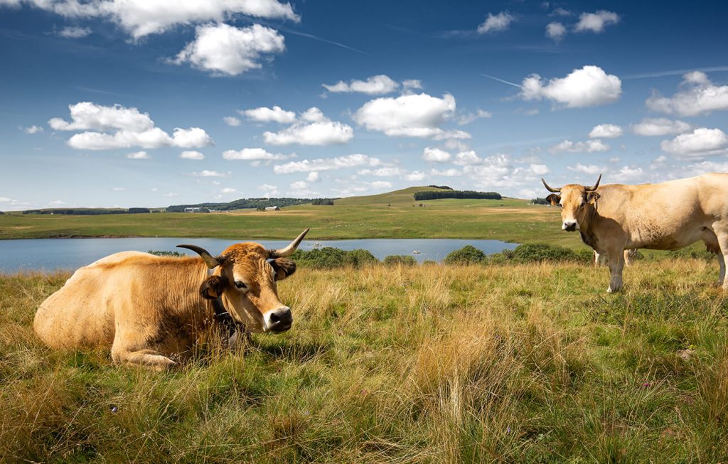 Lago dei monaci della mucca di Aubrac