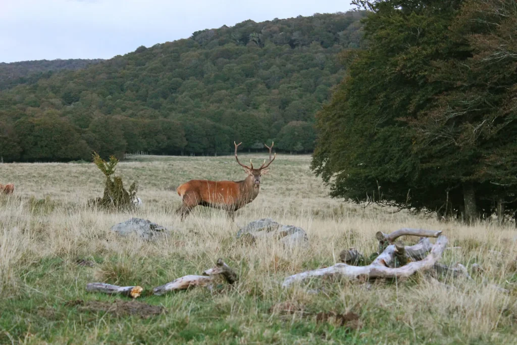 Aubrac brüllender Hirsch