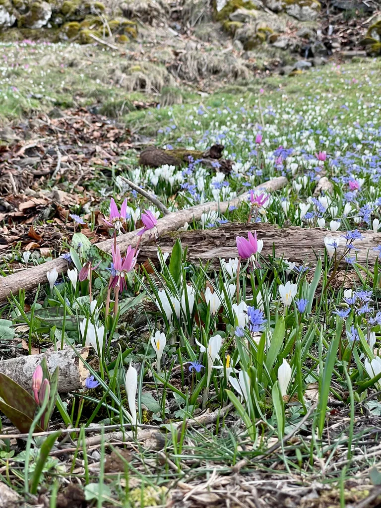 Carpet of flowers - Cascade des Oules