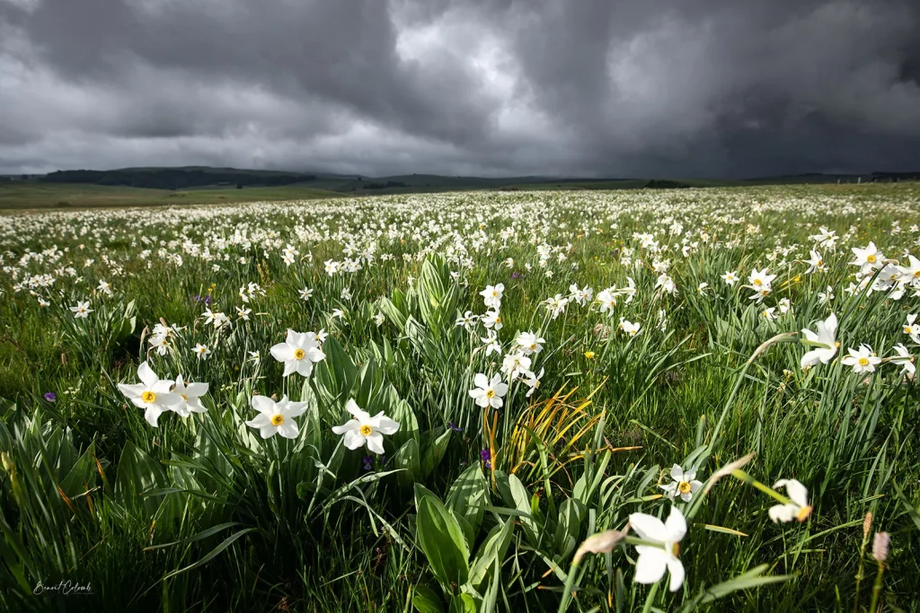 Aubrac plateau narcis