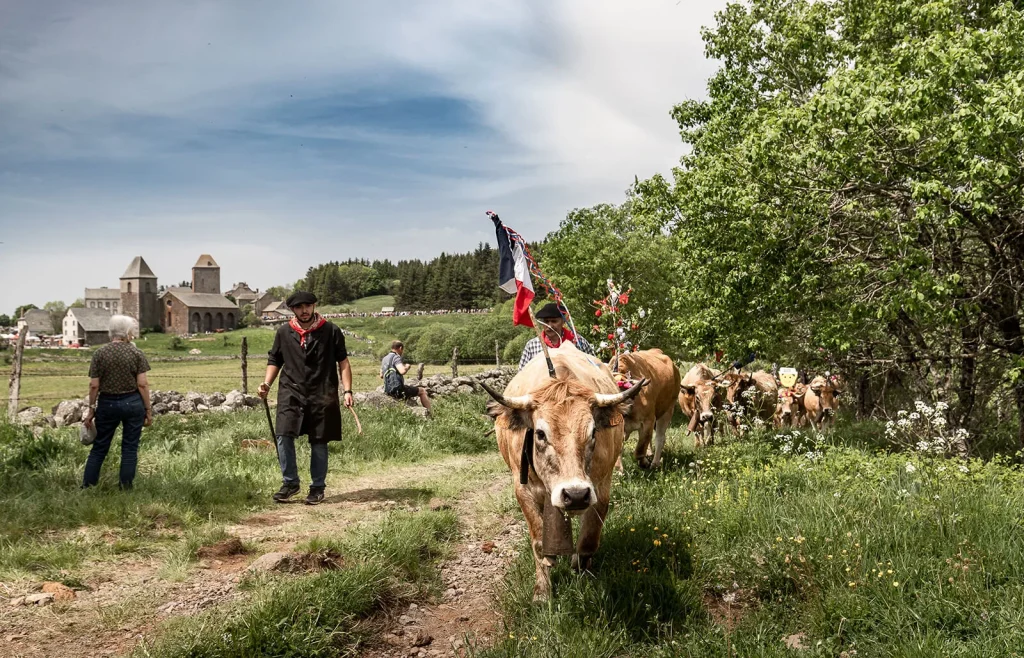 transhumance vache Aubrac