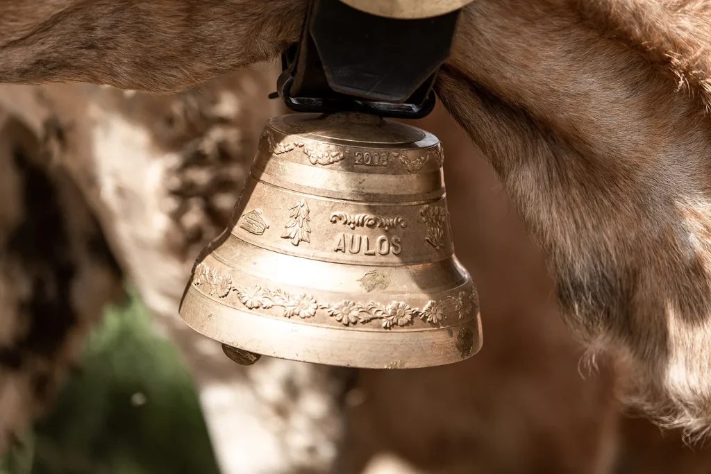 Aubrac transhumance cow bell