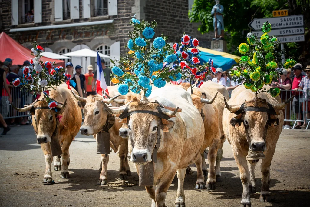 Decorated Aubrac cow