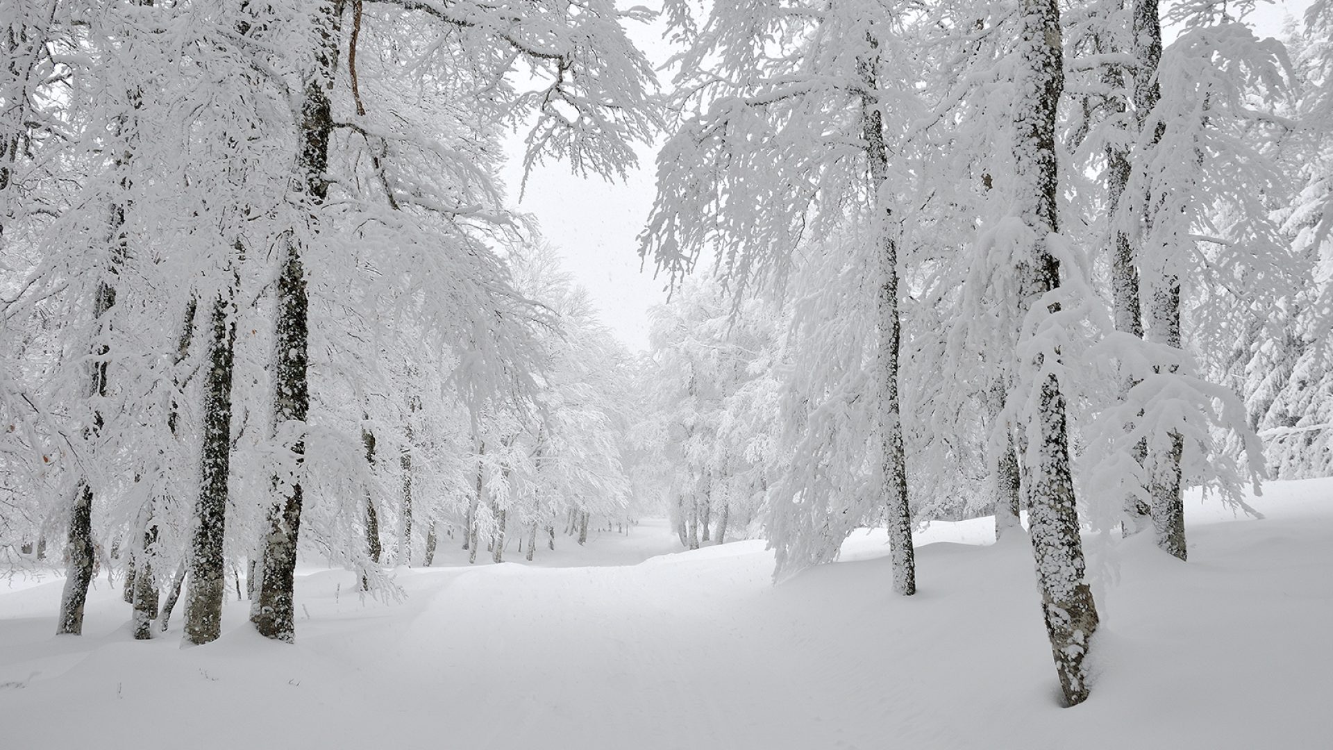 Schnee auf dem Aubrac