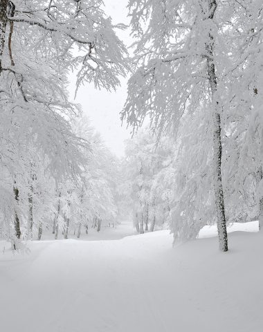 Sneeuw op de Aubrac