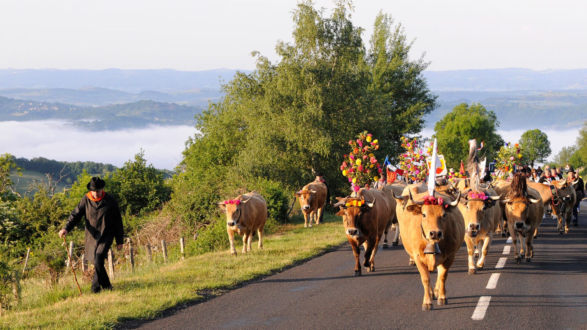 Fête de la transhumance Aubrac