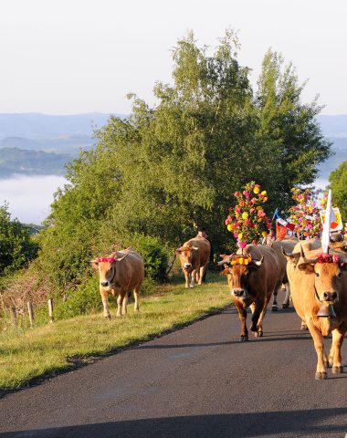 Fête de la transhumance Aubrac