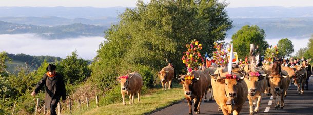 La transhumance en Aubrac