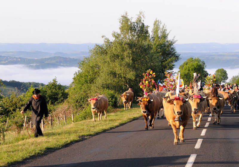 La transhumance en Aubrac