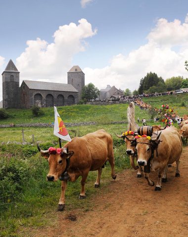 Transhumanz in Aubrac