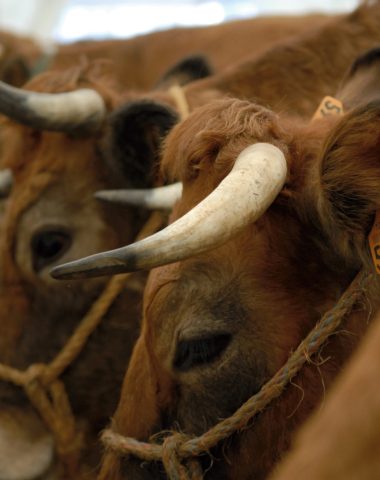 Festival des Boeufs Gras de Paques