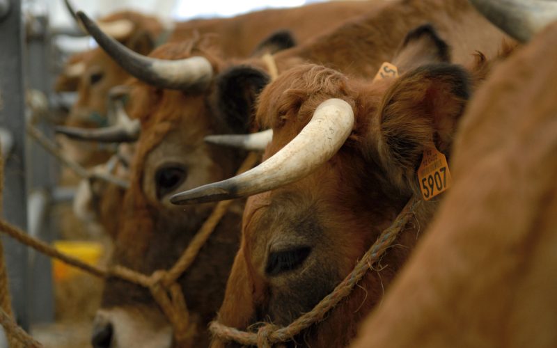 Festival des Boeufs Gras de Paques