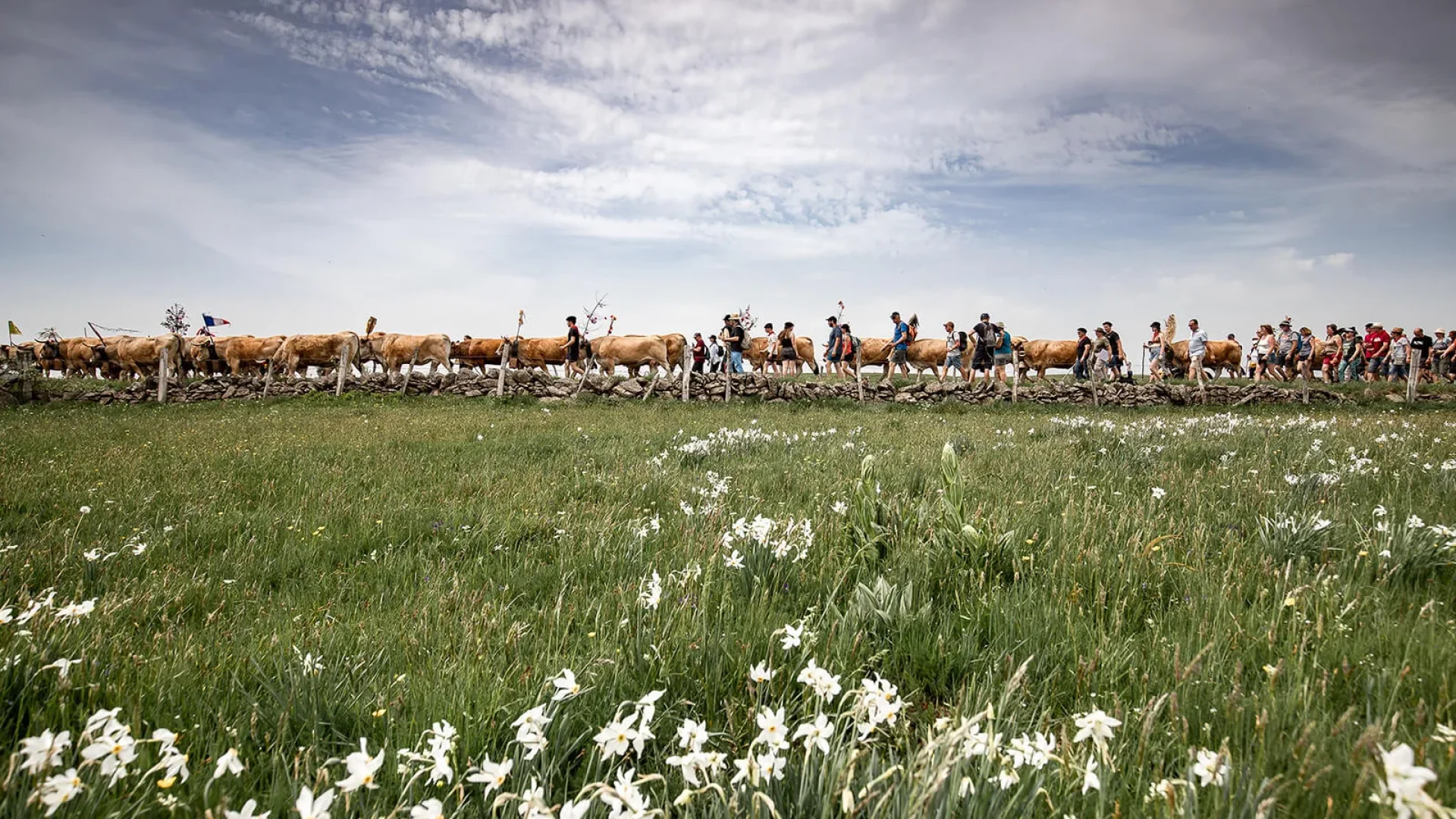 transhumance aubrac narcissen koeien