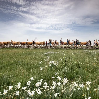 transhumance aubrac narcissen koeien