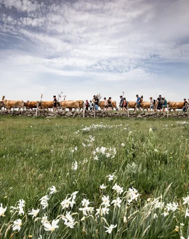 transhumance aubrac narcissen koeien