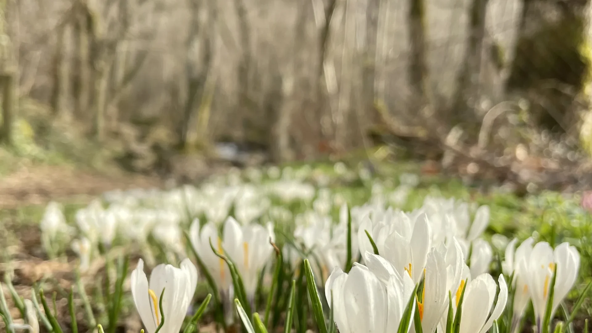 Crocus - Oules Waterfall