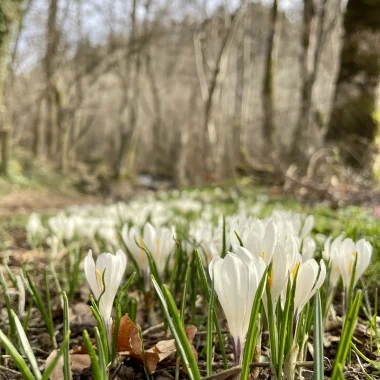 Crocus - Oules Waterfall