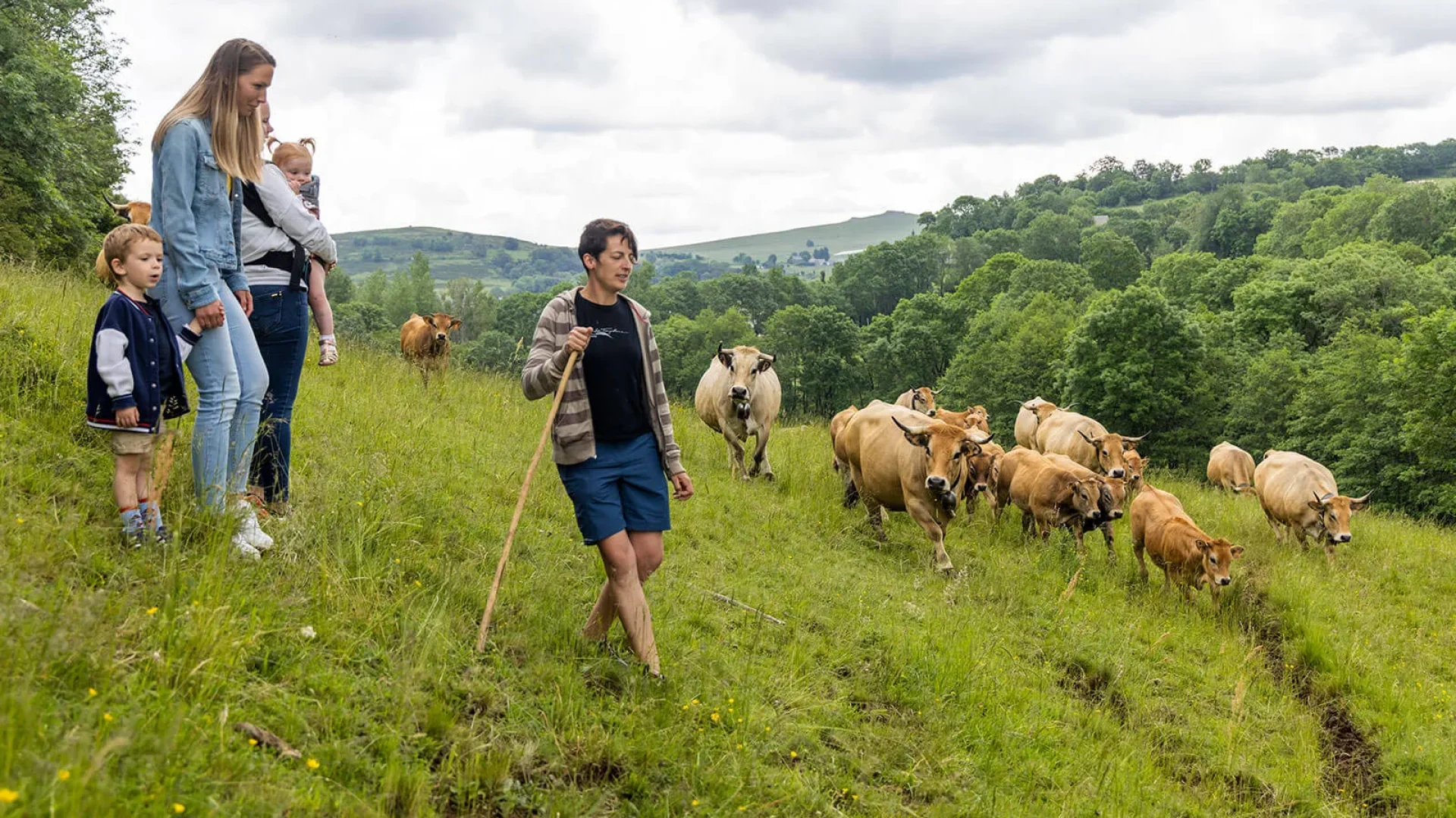 Visita all'allevamento di mucche Aubrac