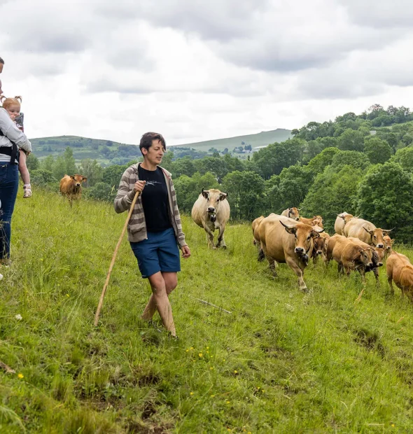 Visita all'allevamento di mucche Aubrac