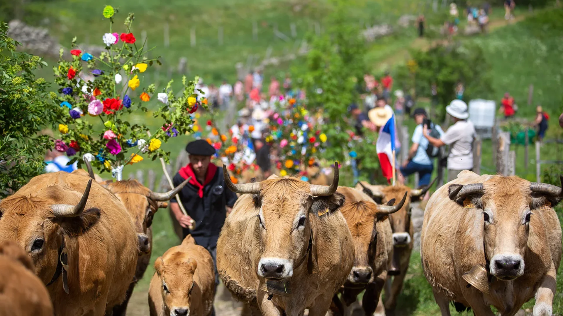 Trashumancia Aubrac