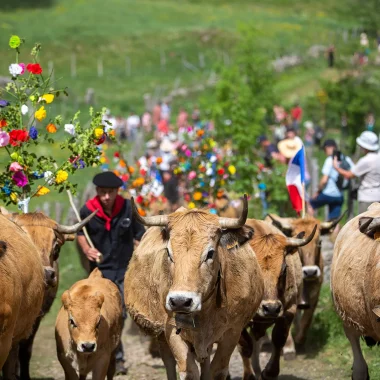 Trashumancia Aubrac