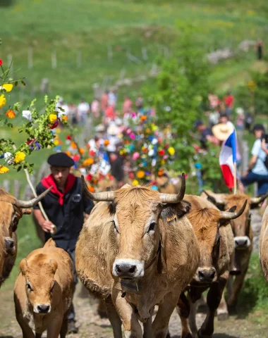 Trashumancia Aubrac