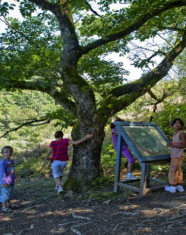 Taussac : la forêt bien-être