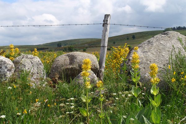 Gentian of Aubrac