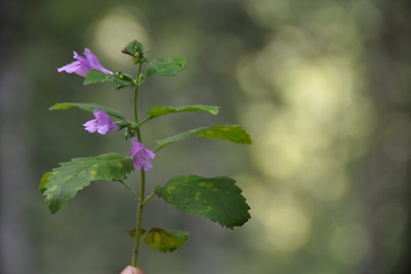 té de aubrac