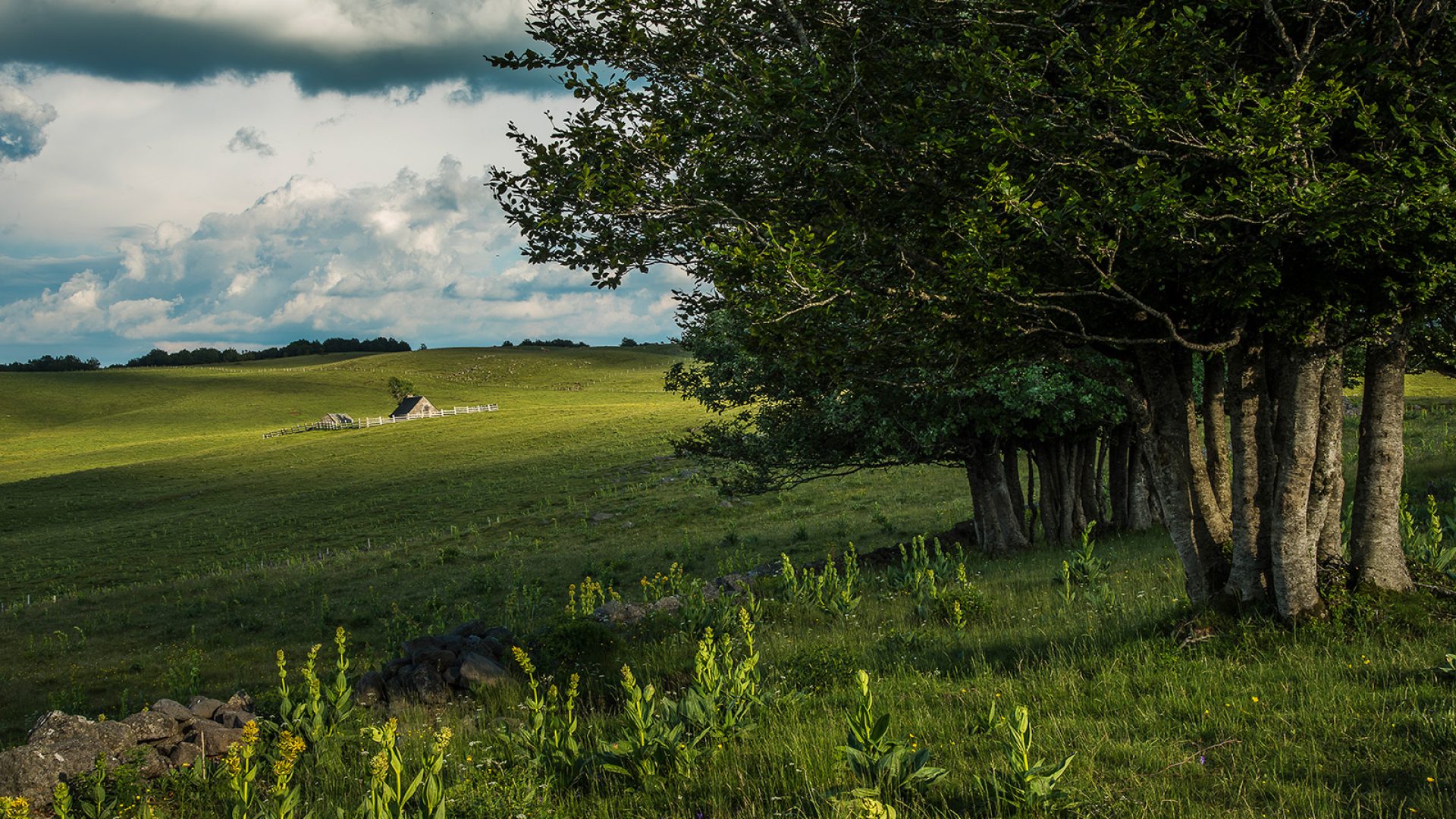 Aubrac-plateau