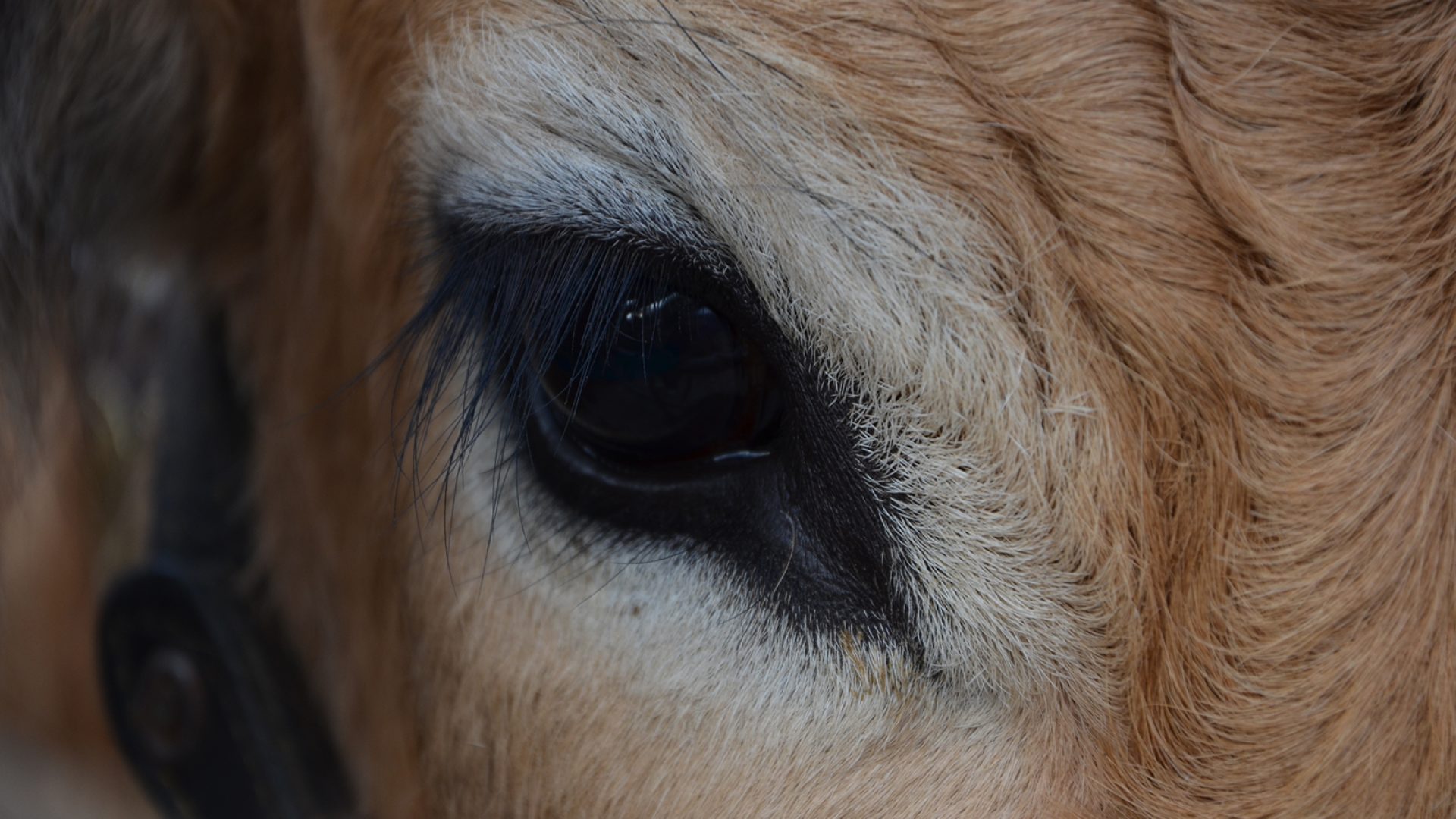Auge der Aubrac-Kuh