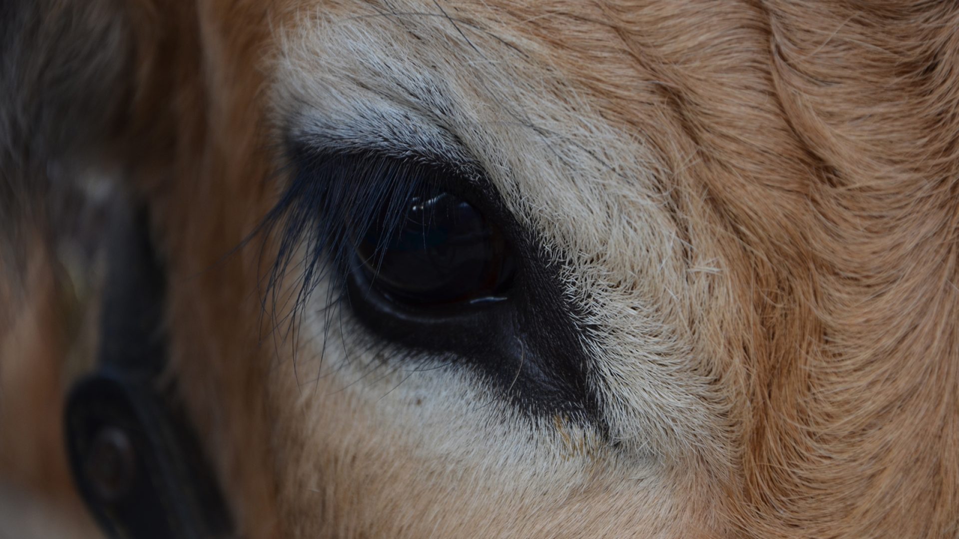 Oeil vache Aubrac