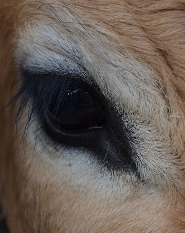 Oeil vache Aubrac