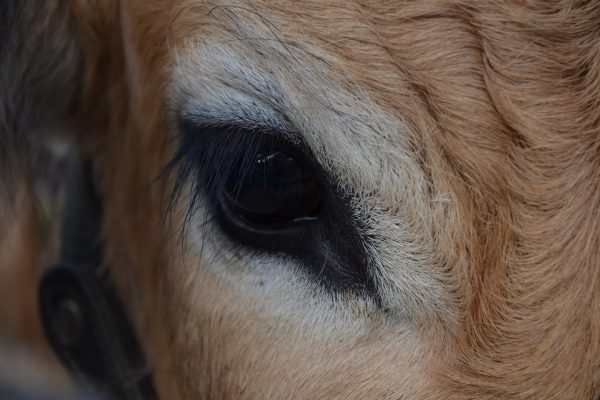 Auge der Aubrac-Kuh