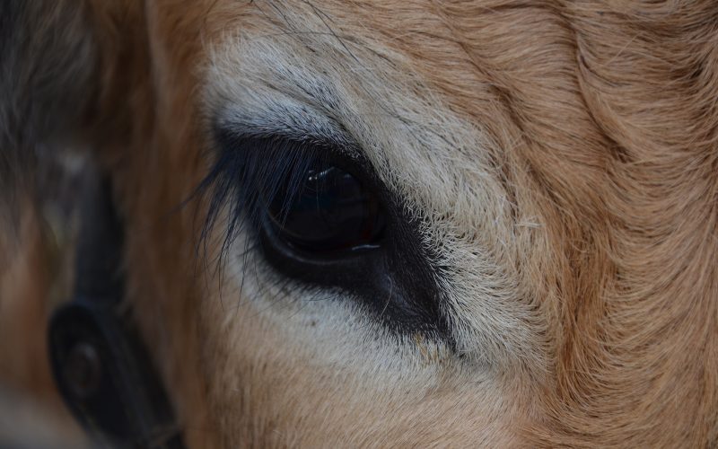 Ojo de vaca Aubrac