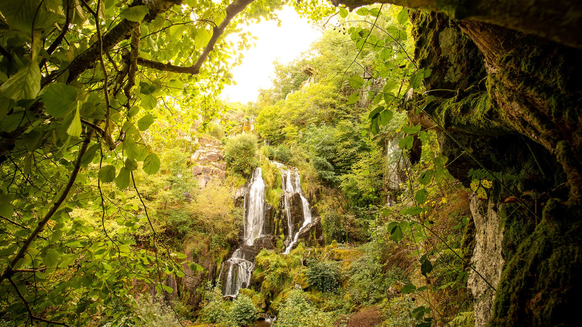 Cascada de perro saltando